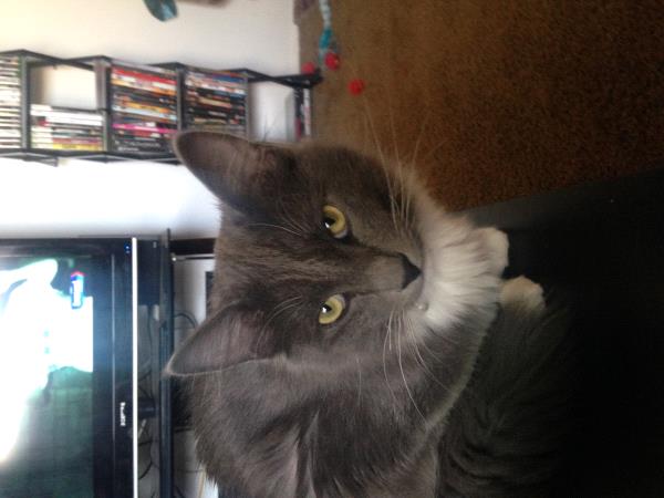 /Images/uploads/Humane Society of Utah/HSU2018/entries/3857thumb.jpg